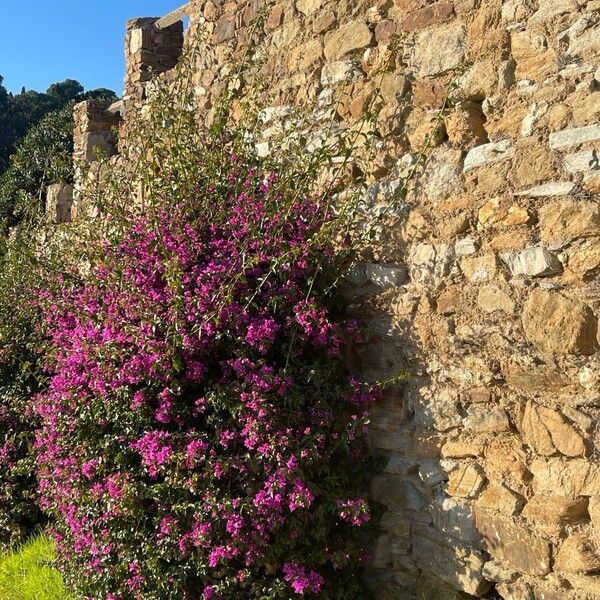 Bougainvillea glabra 花