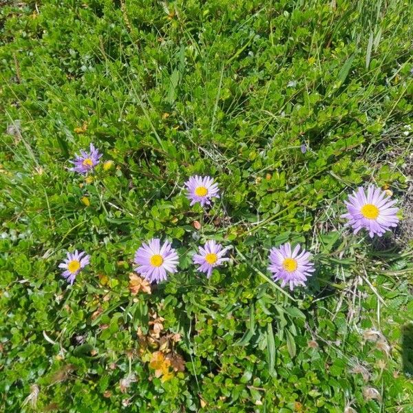 Aster alpinus Flower