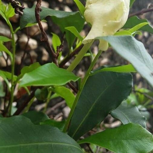 Brunfelsia americana Цветок