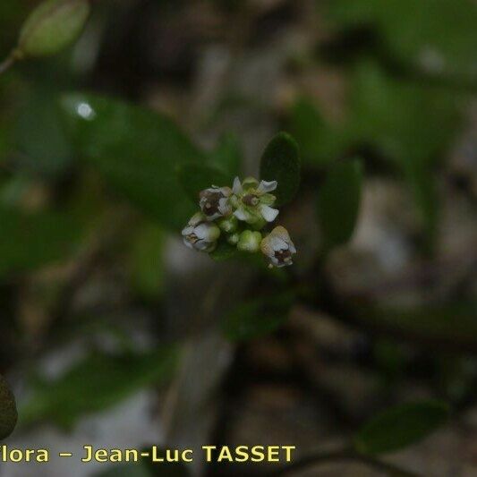 Hornungia procumbens Flower