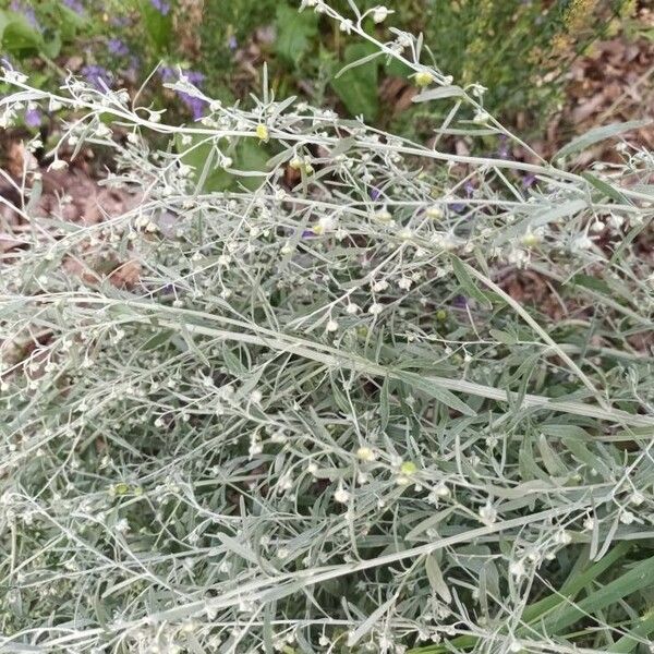 Artemisia absinthium Çiçek