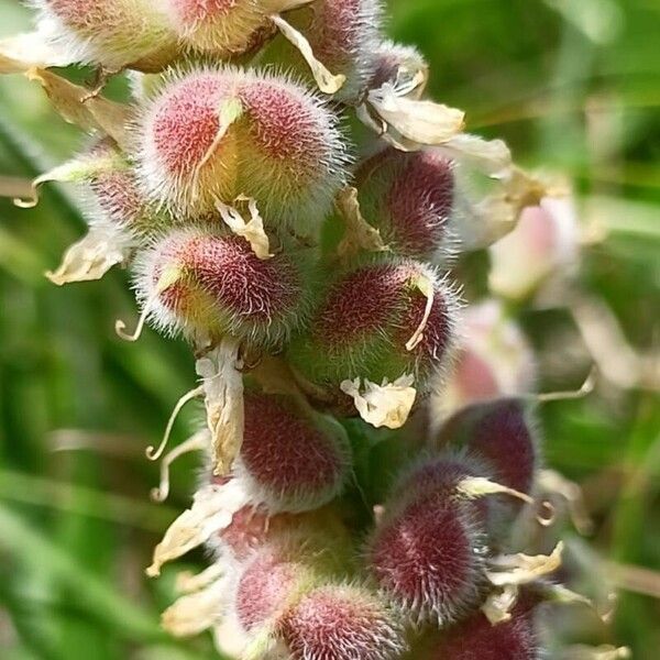 Astragalus cicer Fruitua