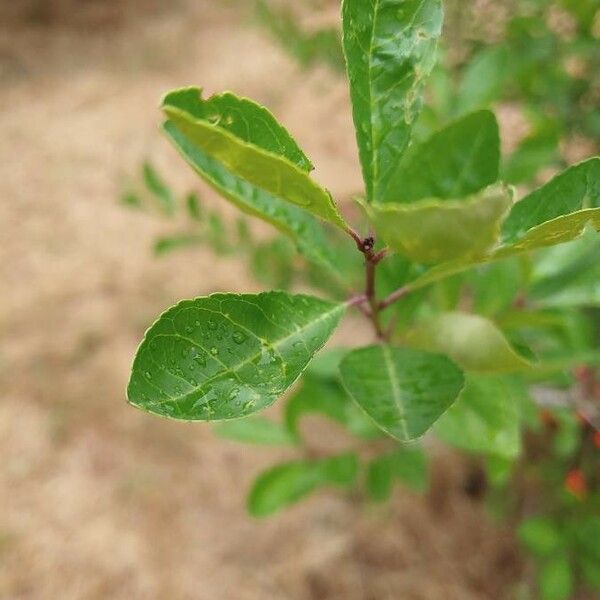 Ilex decidua Ліст