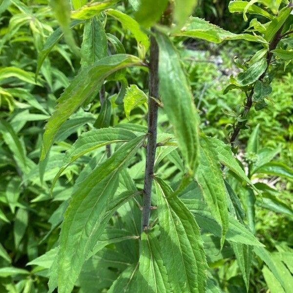 Solidago gigantea برگ