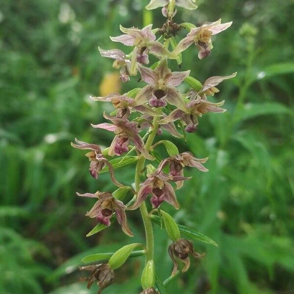 Epipactis helleborine Kwiat