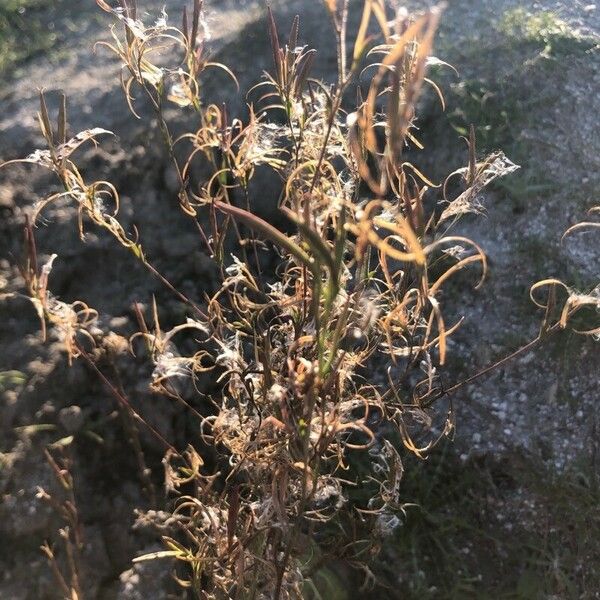 Epilobium brachycarpum Virág