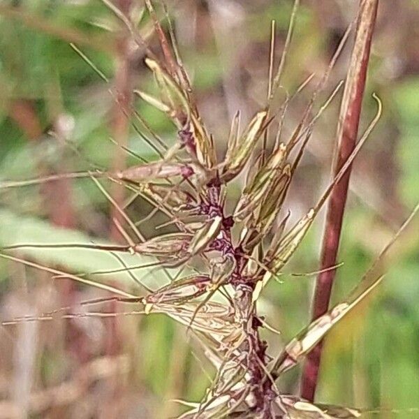 Elymus hystrix Frukto