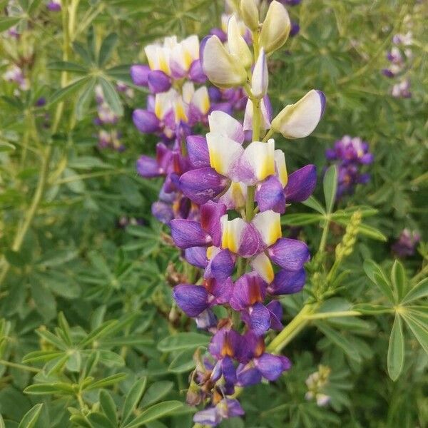 Lupinus mutabilis Blüte