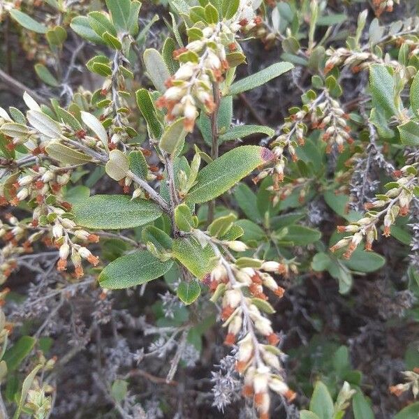 Chamaedaphne calyculata Blüte