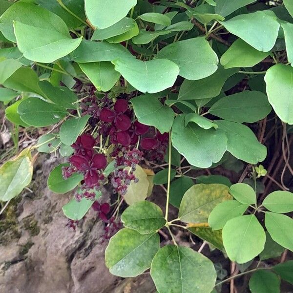 Akebia quinata Flower