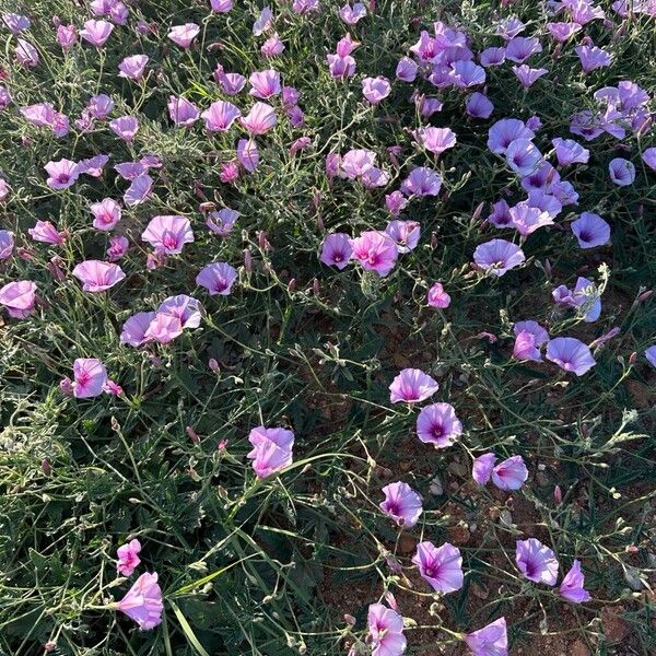 Convolvulus althaeoides موطن