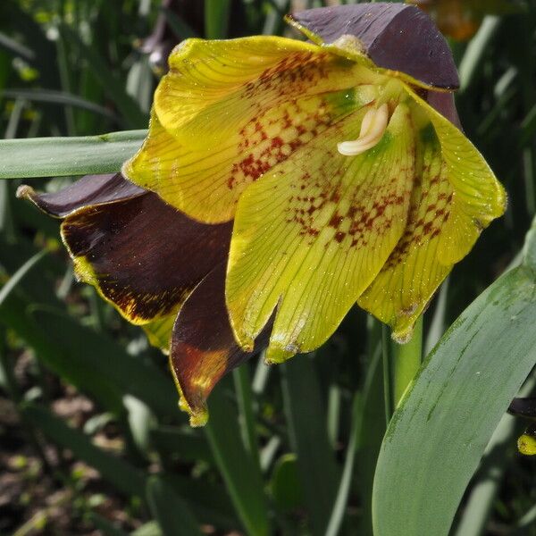 Fritillaria pyrenaica Õis