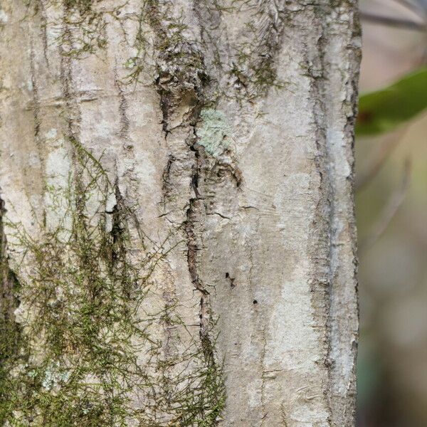 Carpinus caroliniana Kora