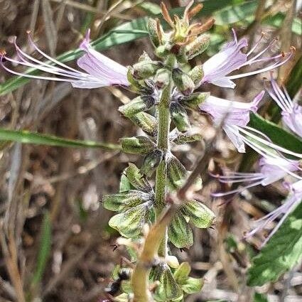 Ocimum filamentosum Flor