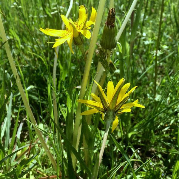 Tragopogon pratensis പുഷ്പം