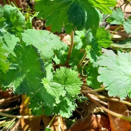 Geranium rotundifolium Habitat