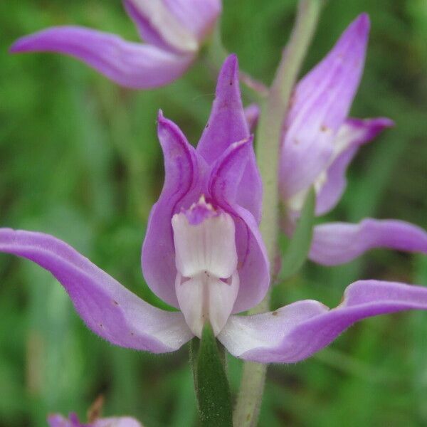 Cephalanthera rubra Flower