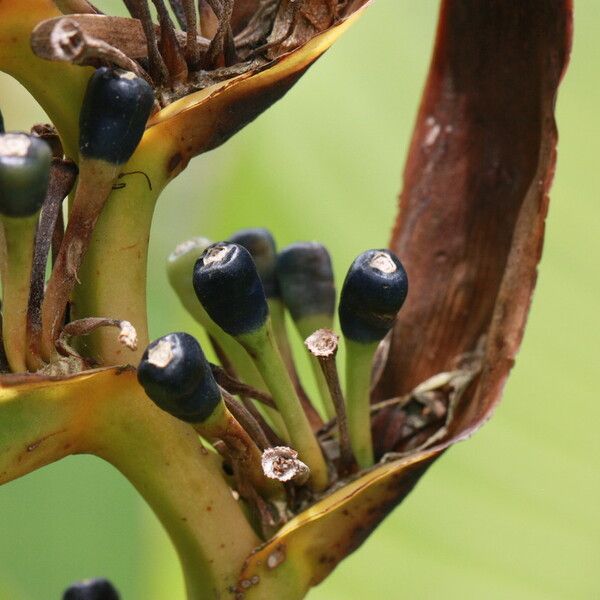 Heliconia lingulata Φρούτο