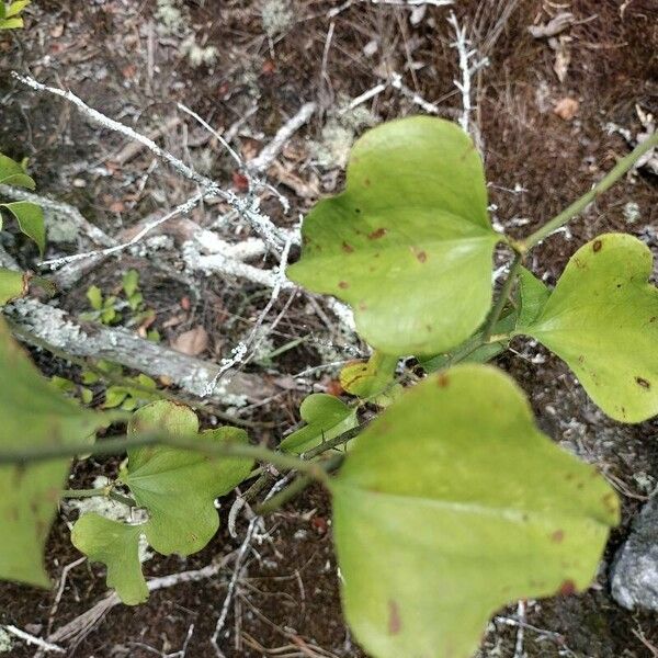 Smilax bona-nox Leaf