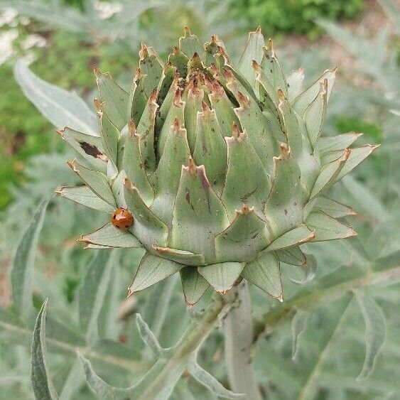 Cynara scolymus ഫലം