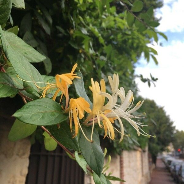 Lonicera japonica Flower