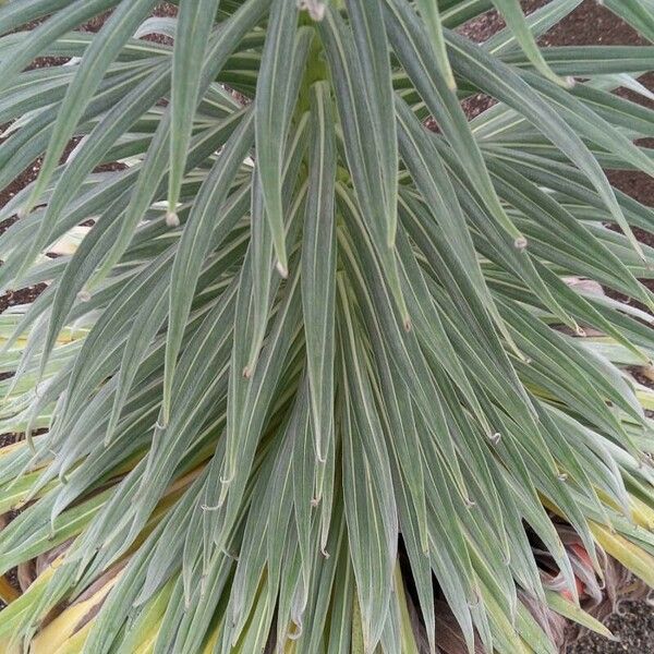 Echium wildpretii 叶