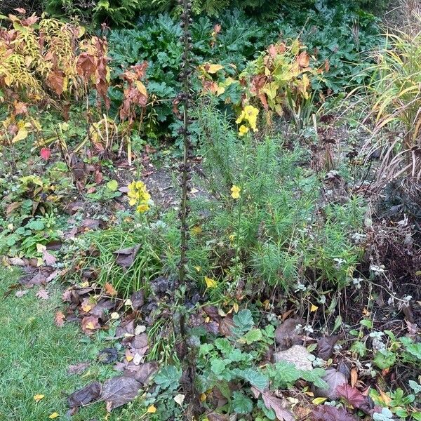 Verbascum virgatum Habit