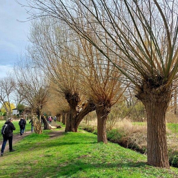 Salix alba Характер