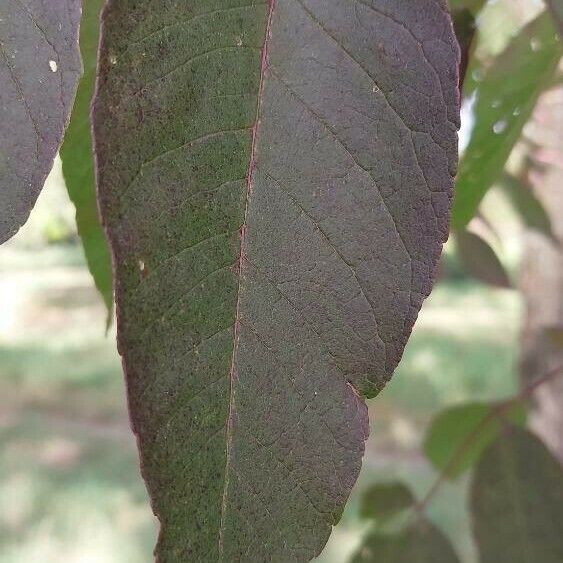 Fraxinus americana Hoja