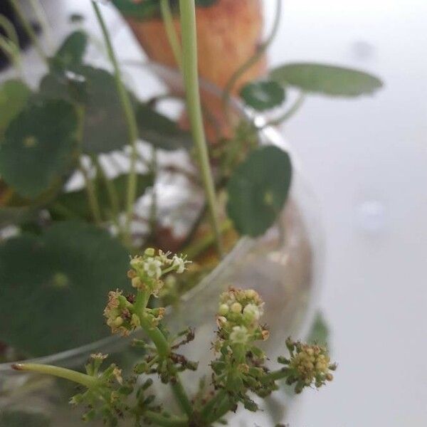 Hydrocotyle bonariensis 花