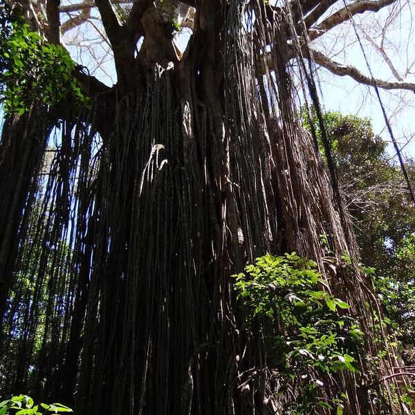 Ficus virens Habitat