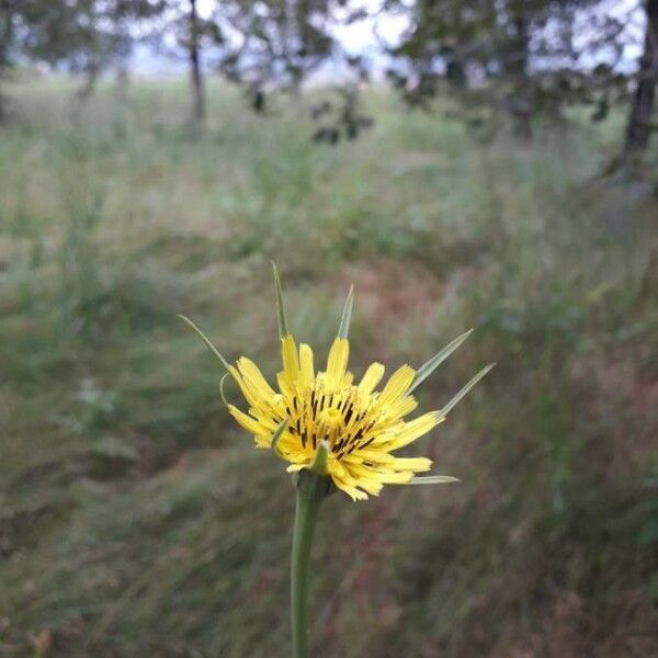 Tragopogon dubius Flower