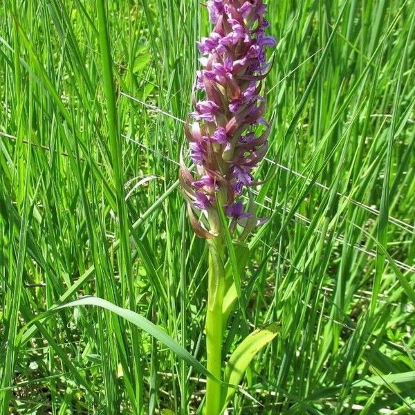 Dactylorhiza incarnata फूल