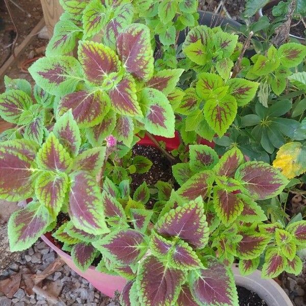 Solenostemon scutellarioides ᱵᱟᱦᱟ