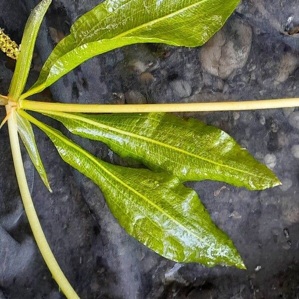 Potamogeton lucens Foglia