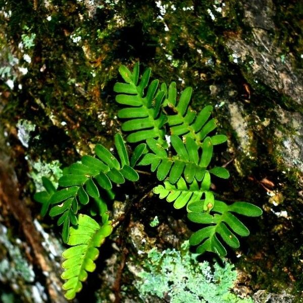 Pleopeltis polypodioides Blad