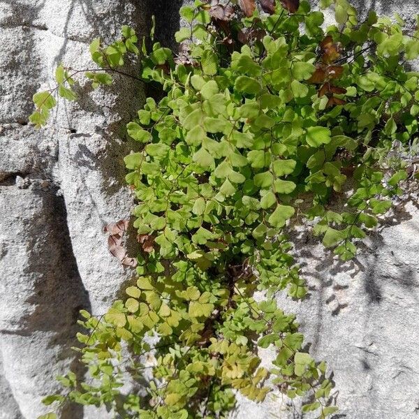 Adiantum capillus-veneris Celota