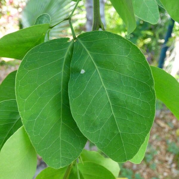 Pithecellobium dulce Leaf