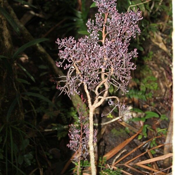 Parasitaxus usta Flower