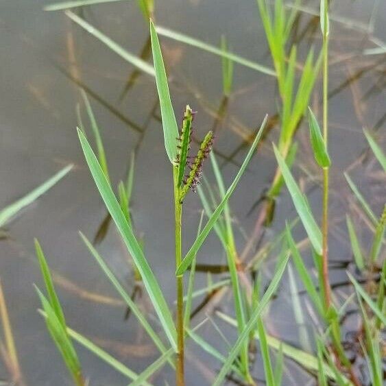 Paspalum distichum फूल