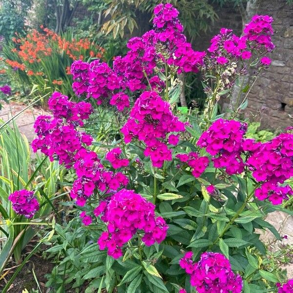 Phlox paniculata 花