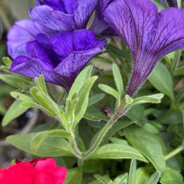 Petunia × atkinsiana ᱛᱟᱦᱮᱸ