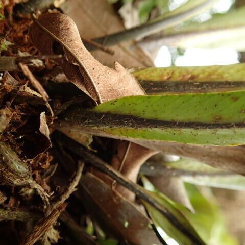 Asplenium africanum その他の提案