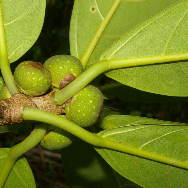 Ficus obtusifolia Листок