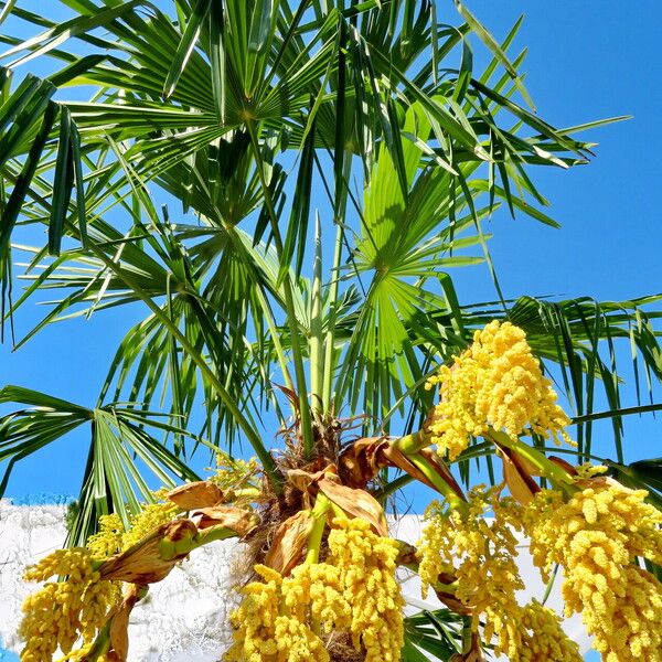 Trachycarpus fortunei Vivejo