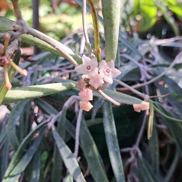 Hoya longifolia Květ