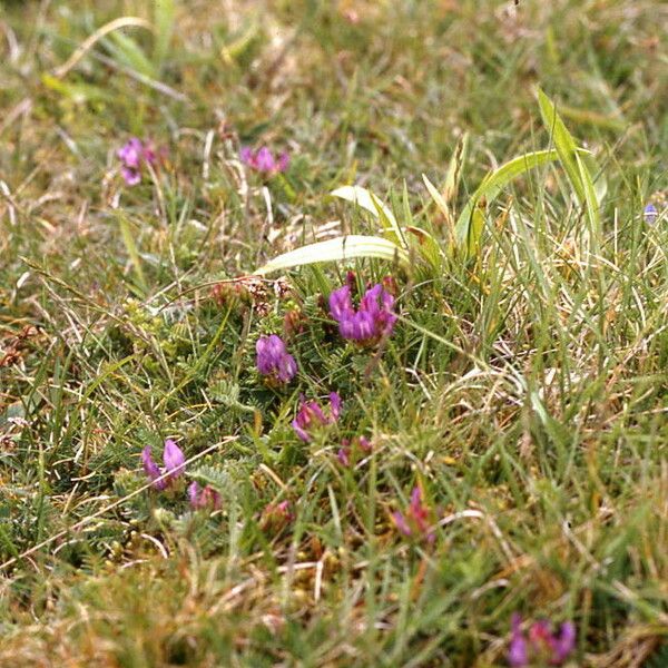 Astragalus danicus Çiçek