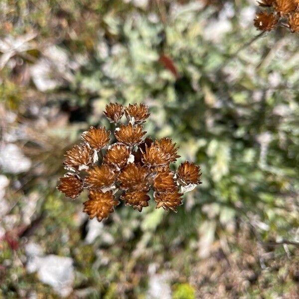 Achillea clavennae Fruit