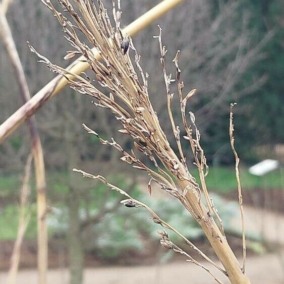 Sorghum bicolor Vrucht