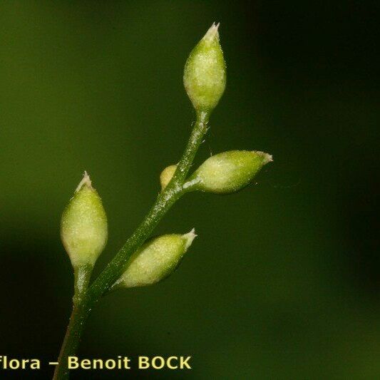 Vicia dumetorum Frukt